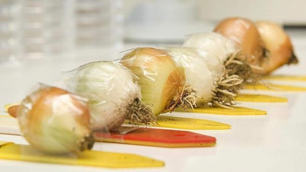 10 distintas utilidades que puedes darle a tu microondas