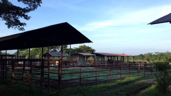 Operación Relevo: Socios de los Valle habrían asesinado a tres personas en Santa Rosa de Copán