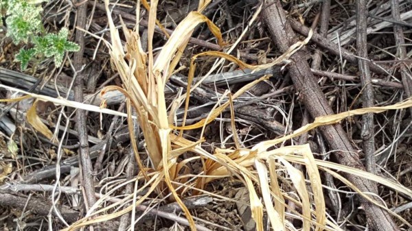 Pobladores claman por lluvia ante la sequía que les azota