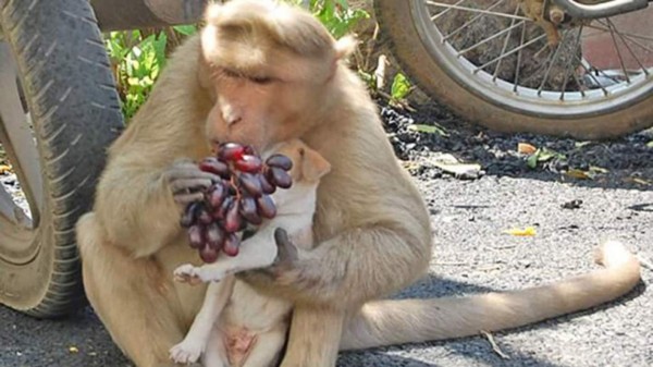 Mono adopta a un perro, lo cuida y alimenta