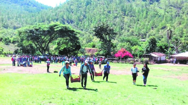 Honduras: Olanchanos reforestan 205 hectáreas de bosque plagado