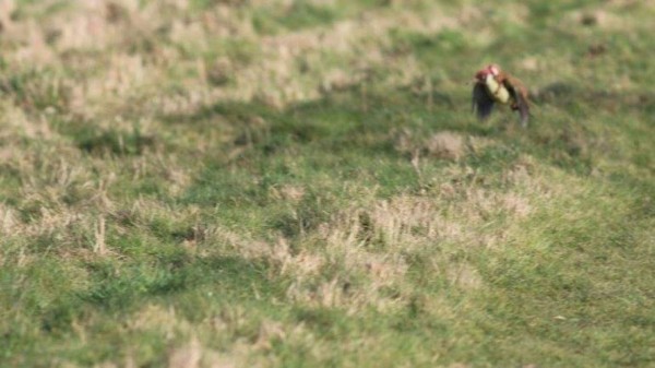 El día que una comadreja voló sobre un pájaro carpintero