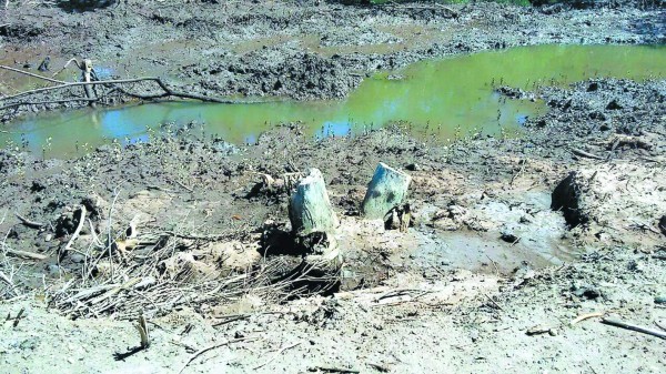 Honduras: Depredación de manglares