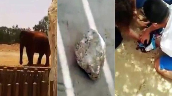 Elefanta mata a una niña de una pedrada