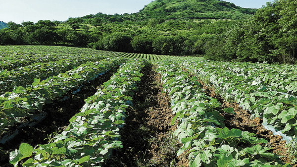 Exportación de okra a Europa y EE UU es de 22.9 millones de dólares