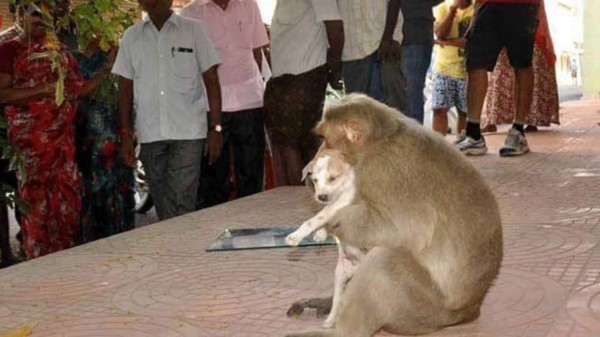 Mono adopta a un perro, lo cuida y alimenta