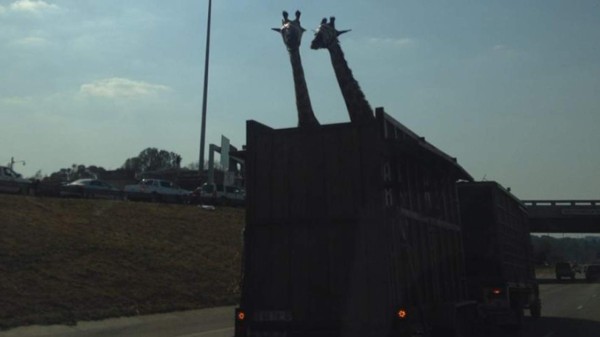 &nbsp;La muerte trágica de una jirafa &nbsp;&nbsp;