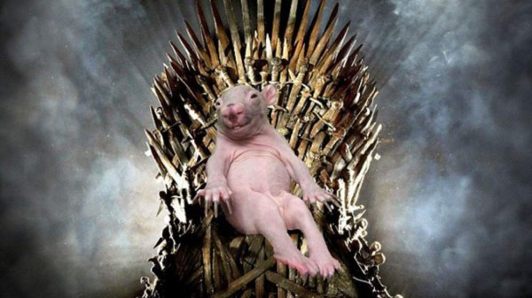 La foto del animal más feo del mundo es viral en internet