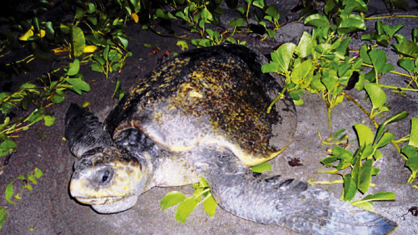 2.8 millones de huevos de tortuga son vendidos en sur de Honduras