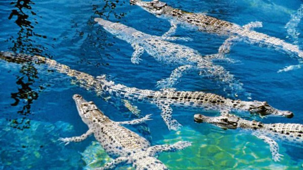 Un parque para interactuar con cocodrilos