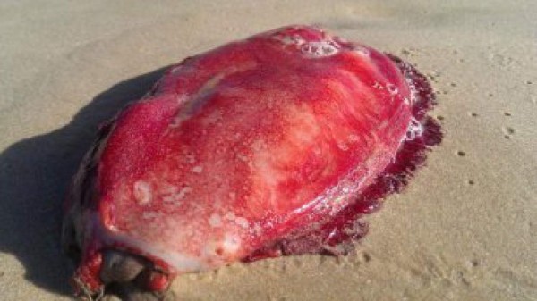El misterioso monstruo marino que apareció en las playas australianas