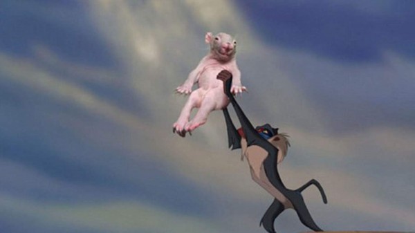 La foto del animal más feo del mundo es viral en internet