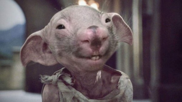 La foto del animal más feo del mundo es viral en internet