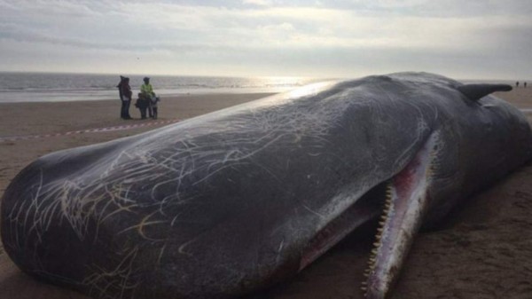 Cuatro ballenas muertas quedan varadas en playa de Inglaterra