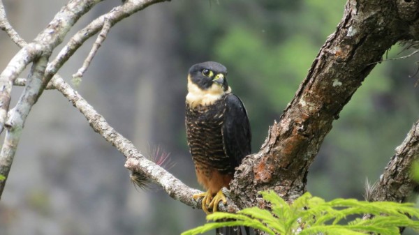 Observación de aves en Gracias