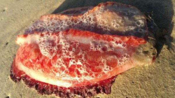El misterioso monstruo marino que apareció en las playas australianas