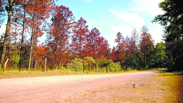 Controlan gorgojo en 7.2 hectáreas