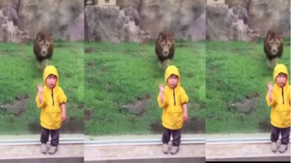 León intenta atacar a un niño y se lleva un fuerte golpe