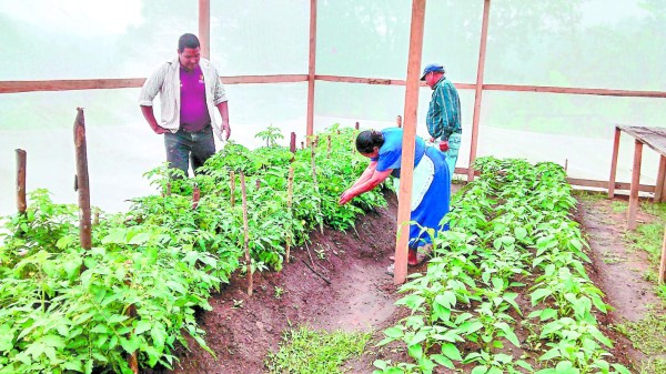 Las ONG buscan fomentar una producción sostenible en el sur