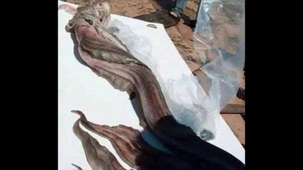 'Sirena' muerta causa controversia en México