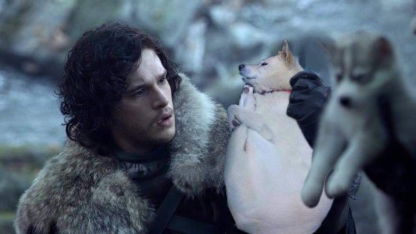 Ni los perros se salvan de la creatividad de las personas con el Photoshop