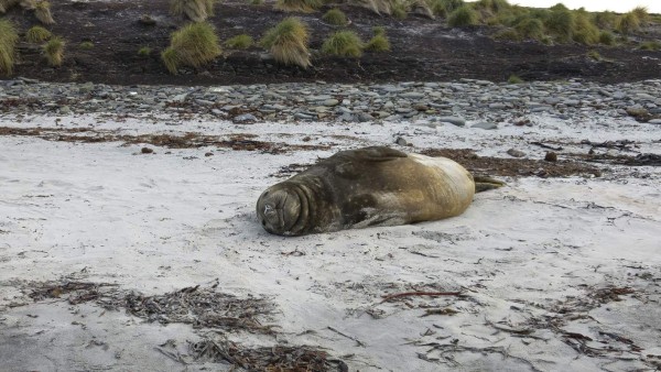Islas Falkland: en el fin del mundo queda un bello paraíso
