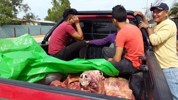 Honduras: Detienen a tres hombres sospechosos de robar y descuartizar ganado en Olancho