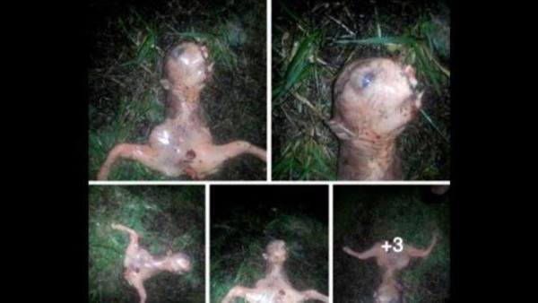 Halla extraña criatura en su patio