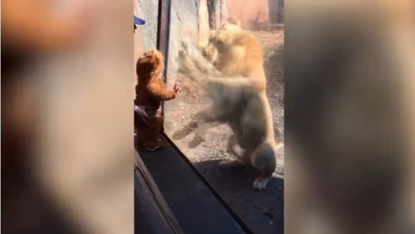 Video: El tierno encuentro entre un bebé vestido de león y el rey de la selva