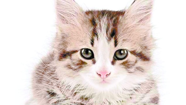 La carne preferida en vietnam es la de gato