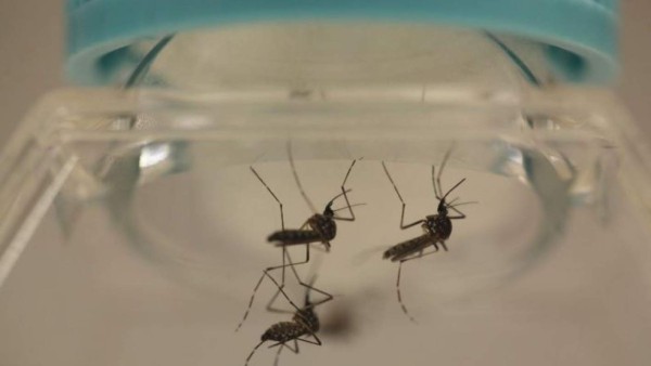 Detectan virus del zika en esperma de italiano 6 meses después de infección