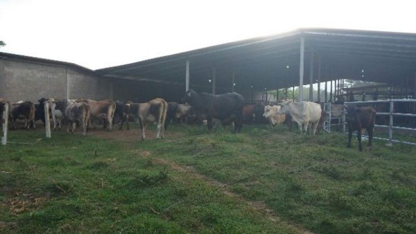 Honduras: Alcalde de Yoro y familia, vinculados al narcotráfico