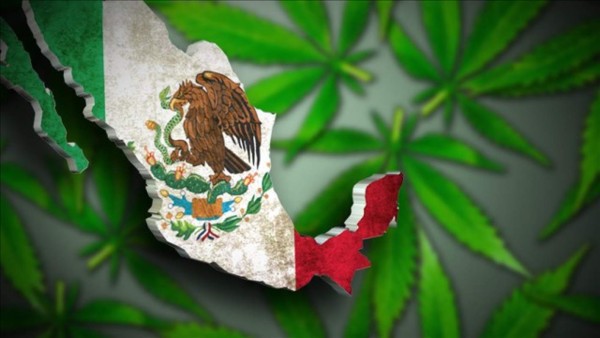 Senado de México aprueba el uso medicinal de la marihuana