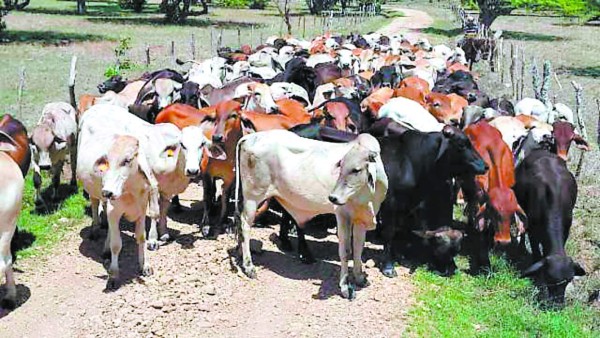 Honduras: Identificado el grupo de Los 14E, informe de inteligencia