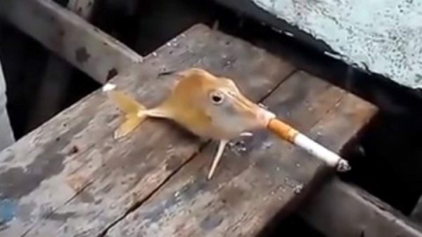 Crueldad: pescadores obligan a un pez a fumar un cigarrillo