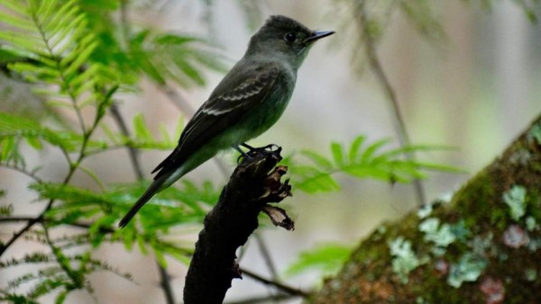 FOTOS: Exóticas y coloridas, así son las aves que se observan en Comayagua