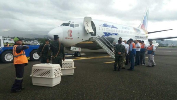 Conoce la historia de 'Taco y Capitán', perros rescatistas enviados a México