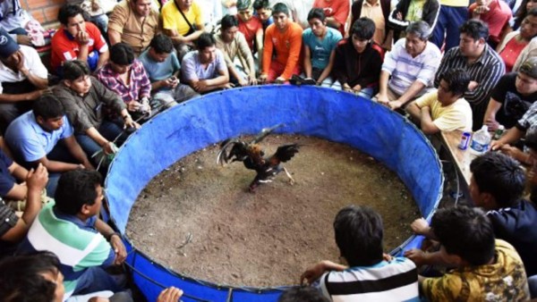 Sospechan de grupos delictivos detrás de masacre en pelea de gallos