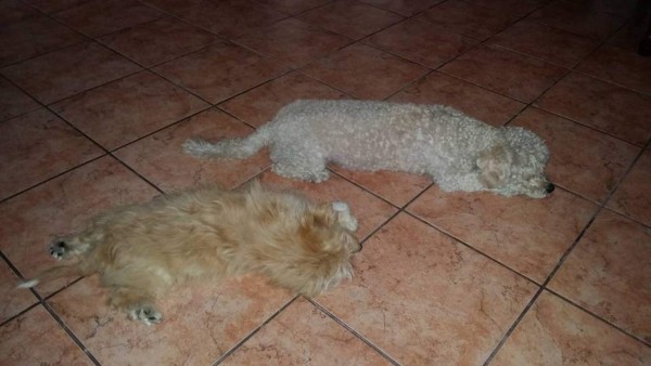 Día Mundial del Perro