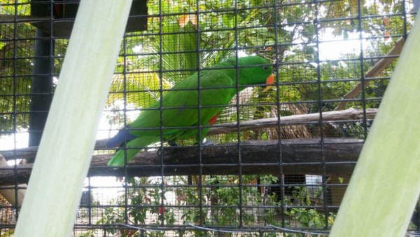 Fauna en peligro de extinción decomisan a criminales