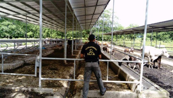 FOTOS: Los bienes incautados a la organización Matta Waldurraga