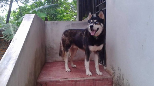 Día Mundial del Perro