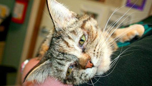 &nbsp;La terrible historia de Tucker, la gata más triste del mundo&nbsp;&nbsp;