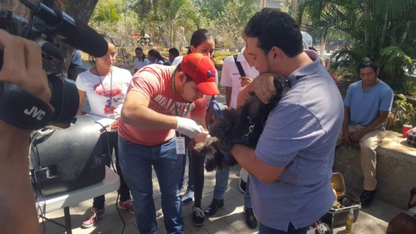 Así inició la jornada de vacunación de perros y gatos en Honduras