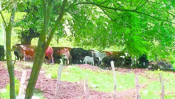 Investigan si los hermanos Valle ocuparon zonas protegidas de Honduras