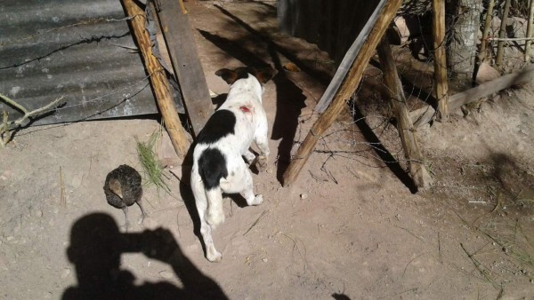 Policía recopila evidencia en lugar de masacre que dejó cuatro muertos en colonia Mirador de Oriente