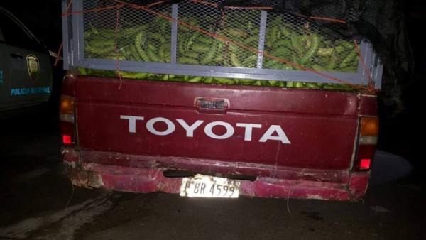 Decomisan 350 libras de marihuana que llevaban oculta entre bananos