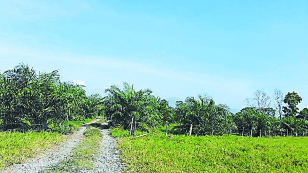 Los Valle invadieron más de mil manzanas en el occidente de Honduras