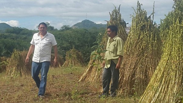 Productores de ajonjolí del sur buscan ampliar cosecha y ventas
