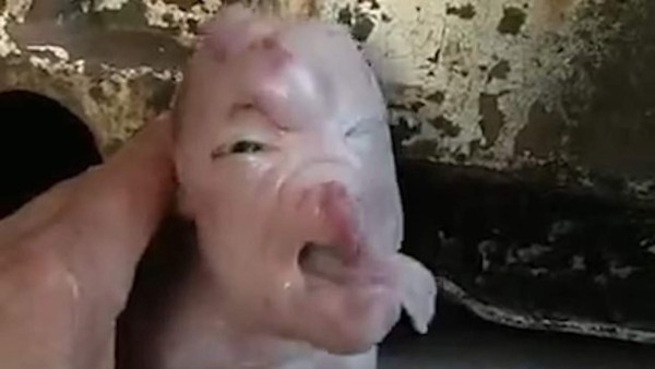 El curioso caso del cerdo mutante que nació con 'rostro humano' provoca horror en China